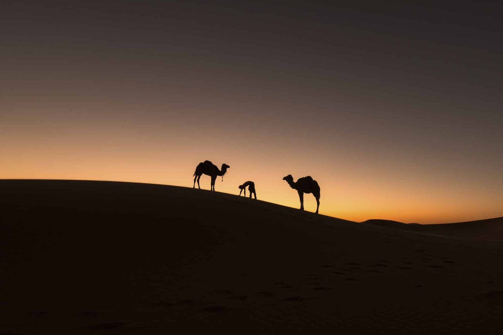 fotografía artística de la silueta de dos camellos y un humano caminando a cuatro patas en las dunas del desierto de merzouga en marruecos